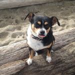 Lacey Kennedy🐾 - @lacey_thechihuahua - Instagram