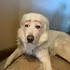laceykerr81 - @laceykerr81 - TikTok