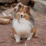 Lacey and lightning - @lightning_and_lacey_ - Instagram
