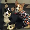 Link&Lacey - @linklacey - TikTok