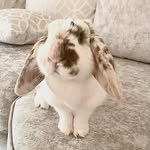 Lacey - @lottie.lacey.luna - Instagram