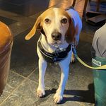 Lacey Lynch "The Beagle" - @lacey_lynch_thebeagle - Instagram