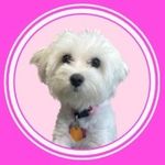 Lacey Maddox - @bohemiadentaldog - Instagram