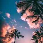 Lacey Maeseele - @orange_palms - Instagram