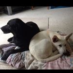 Lacey (Whitey)/Snickers Mayer - @yingyangtwinz0 - Instagram