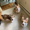 Lacey Mayo - @themayoslovedogs - TikTok
