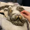 Lacey McCallion - @lacey.mccallion - TikTok