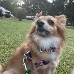Lacey, Judge, & Honey - @laceymcelroy2012 - Instagram