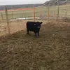 lacey - @laceymcgowan - TikTok