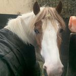 Lacey mclaughlin - @lucky_the_young_pony - Instagram