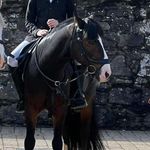 Lacey Mclaughlin - @lmclshowjumpsponies - Instagram