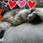 lacey . Meredith - @meredithfamily1981 - Instagram