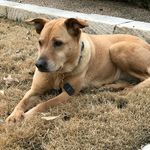 laceymobleyadog - @laceymobleyadog - Instagram