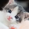 Lacey.Mueller - @laceymuelleriwpqrg - TikTok
