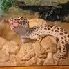 Lacey - @lacey.ogle_3104 - TikTok