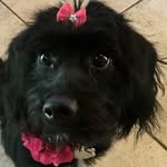Lacey The Poogle - @laceythepoogle - Instagram