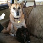 LaceyBean - @laceypeanutpack - Instagram