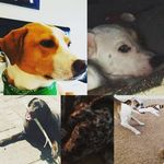 The Lacey Pack - @the_lacey_pack - Instagram