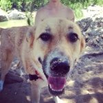 Lacey Parks - @laceythedingo - Instagram
