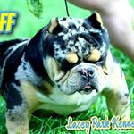 Lacey Park's Nick - @laceyparkkennels - Instagram