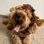 Lacey 🐻 F1 - @cockapoo_laceypike - Instagram