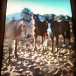 Lacey_Hoskins - @lacey_the_roper_123 - Instagram