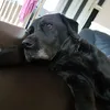 lacey sharpe - @migitrules1478 - TikTok