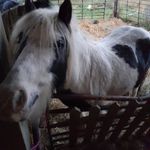 Lacey Simpson-Fishburn - @simpsonfishburn - Instagram