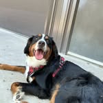 @lacey_snow_dog - Instagram