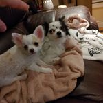 Robin Douglas - @cheeky_chihuahuas_lacey_tanner - Instagram