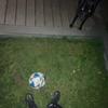 lacey temple - @.987654321z961 - TikTok