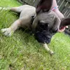 lacey thomson - @lacey.thomson4 - TikTok