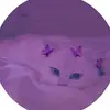 LaceyTownsend - @marymizw002 - TikTok