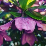Lacey really wells - @laceyreally - Instagram