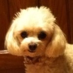 Lacey Wells - @minniewinnie2004 - Instagram