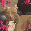 laceywilcox273 - @laceywilcox273 - TikTok