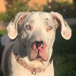 Lacie🐶🦴 - @_lacey_winters_ - Instagram