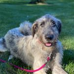 ⓁⒶⒸⒺⓎ - @lacey_the_irish_wolfhound - Instagram