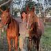 Lachlan Blanch - Facebook
