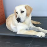 Lachlan Brennan - @lachy.loves.life - Instagram