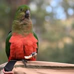 Lachlan Cooper - Facebook