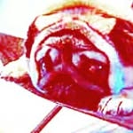 Lachlan gilbert - @lachlan.the.good813 - Instagram