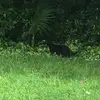 lachlan hull - @lachlan.hull2 - TikTok