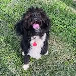 Lachlan Johnston - @lachlan.a.johnston - Instagram