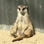 Lachlan Mayfield - @lachlan_mayfield - Instagram