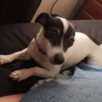 Lachlan Reed - Facebook