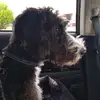 Tricia Lachlan Rose - @tricia.lachlan.ro - TikTok