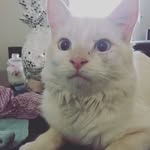 Lachlan Ward - @bluecandystorm - Instagram