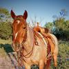 Lacie Allen - @tla_ranch_anson_tx - TikTok