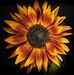 Lacy Berry - Facebook